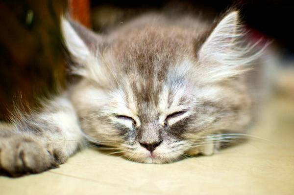 猫掉胡须是什么原因