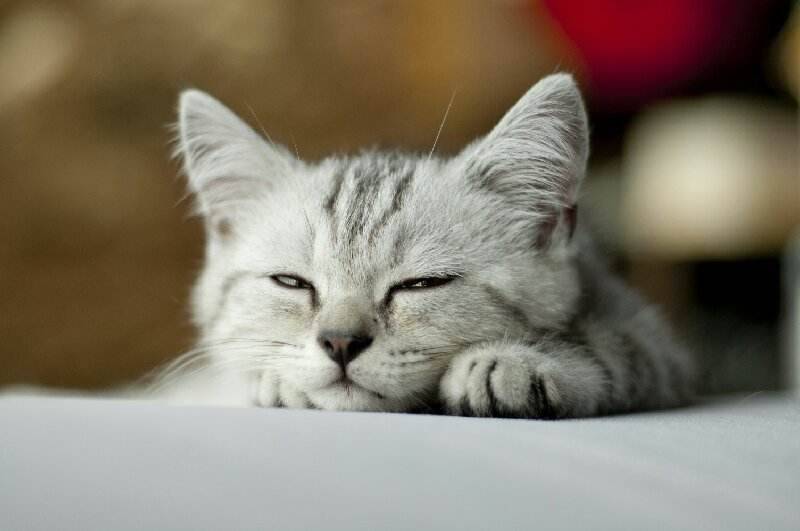 猫咪半夜嗨翻不让人睡  兽医师教你5个妙招  让猫咪睡到天亮
