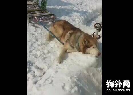 狗狗圣诞节拉客赚钱，累趴在雪地上，主人被骂了！