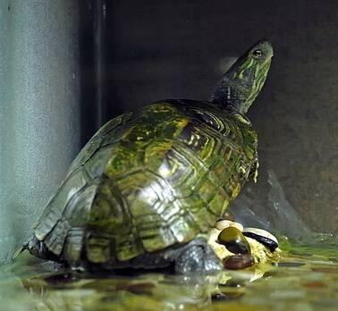 中华草龟怎么养 不需要喂食太频繁