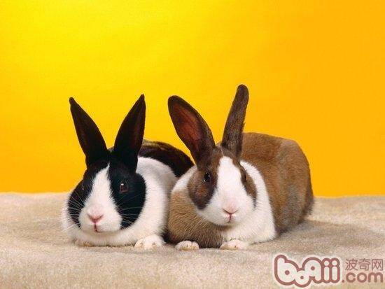 天气渐暖时兔兔需要注意什么