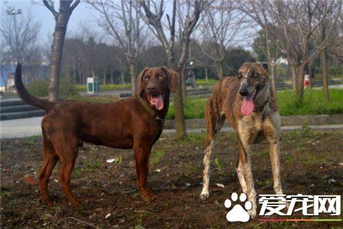 细犬和萨路基的区别 细犬与萨路基的起源