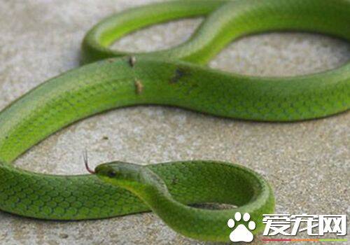 最小的宠物蛇 翠青蛇体型较小最容易饲养