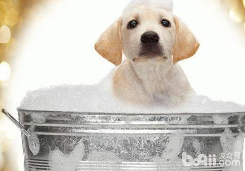 狗狗洗完澡不吹干有什么危害