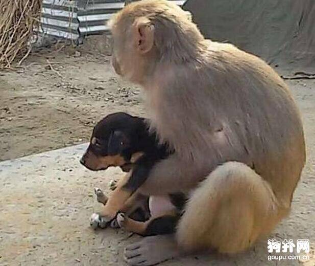 小奶狗居然被一只猴子收养，知道内情后我泪目了