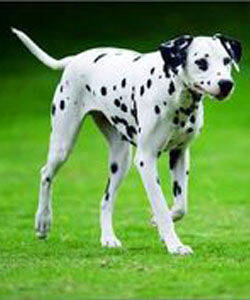 斑点狗的训练方法-  斑点狗寿命多长时间，能活多久？