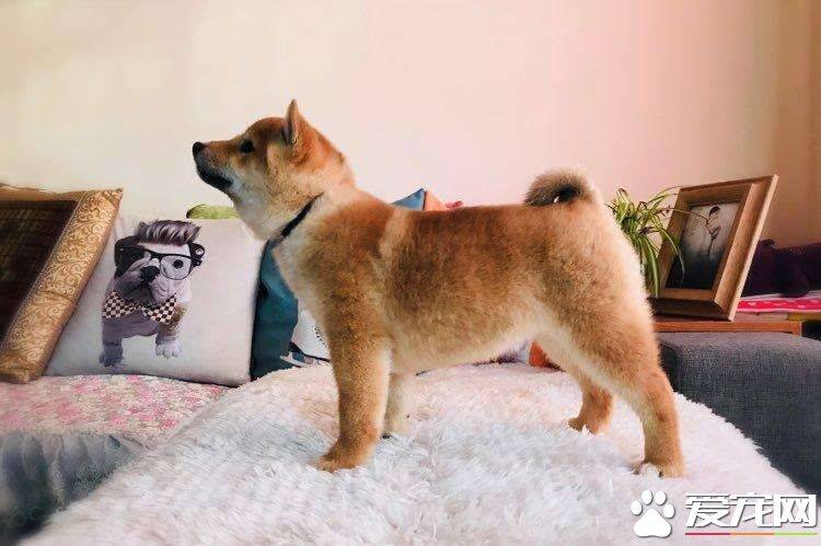 柴犬能打猎吗 它们原本就是帮忙打猎的犬种