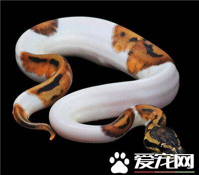 球蟒生长速度 每条蛇的生长速度各有不同