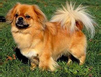 西藏猎犬的形态特征 它拥有双层的被毛