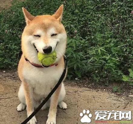 柴犬肚子一直叫 不吃饭怎么办