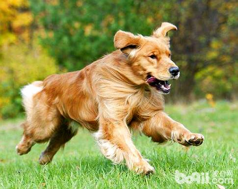 狗狗出现这几种行为，当心是关节炎