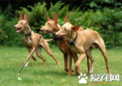 法老王猎犬智商 法老王猎犬是最古老的犬种