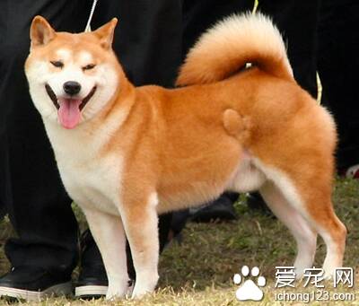 秋田犬和柴犬的区别 在外形特征上很相似
