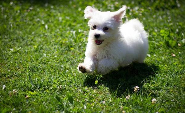 比熊为什么喜欢跟人睡