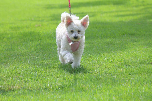 比熊幼犬怎么看品相