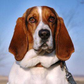 训练巴吉度犬的几个小方法 你知道怎么训练吗