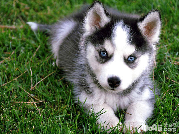 哈士奇如何美容？哈士奇需要做哪些美容