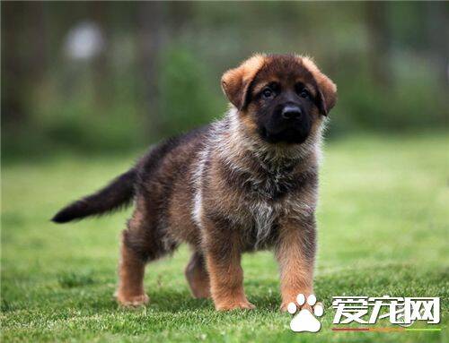 德国牧羊犬怎么饲养 白天经常和小狗呆在一起