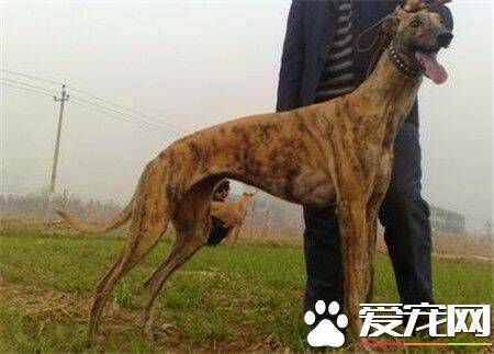 纯种灵缇犬应怎样去养 灵缇犬如何喂养