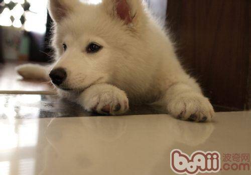 狗狗身上长红包原因分析