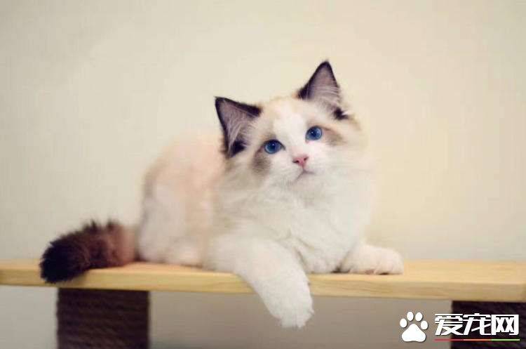 布偶猫和矮脚猫选哪个 这么选就对了