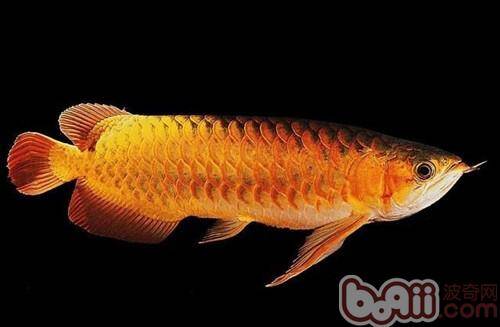 橙红龙鱼的外形特点