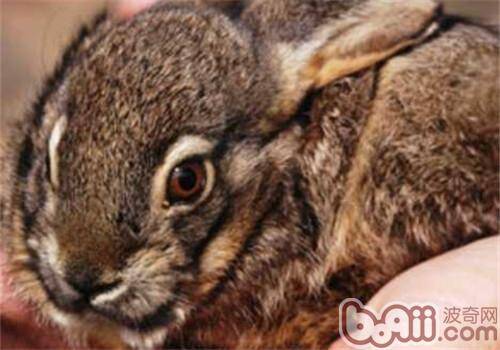 琉球兔的护理知识