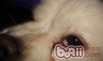 狗狗得了犬第三眼睑增生的症状及诊治