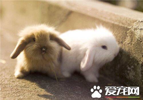 兔子的外貌特征 兔的鼻孔较大呈椭圆形