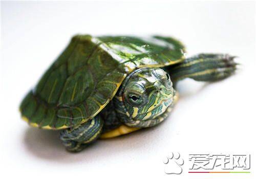 巴西红耳龟多重 多数可以长到5公斤