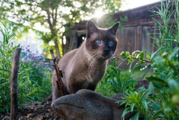 猫疫苗什么时候打