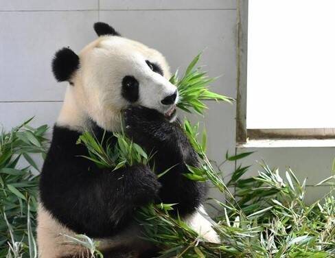 借出22年 保护租借协议到期拒再续约 2只旅美大熊猫回四川
