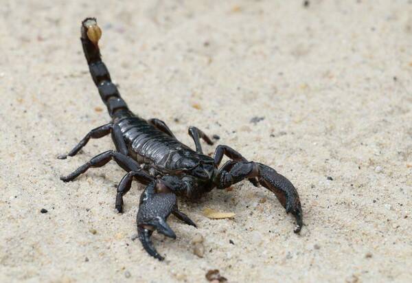 蝎子吃什么长的快