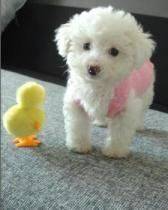 贵宾犬的训练方法-  训练巨型贵宾犬卧下的方法