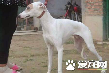 格力犬和惠比特犬有什么区别 格力犬头大嘴宽