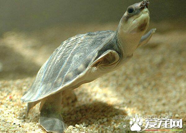 猪鼻龟怎么繁殖 旱季是猪鼻龟的繁殖季节