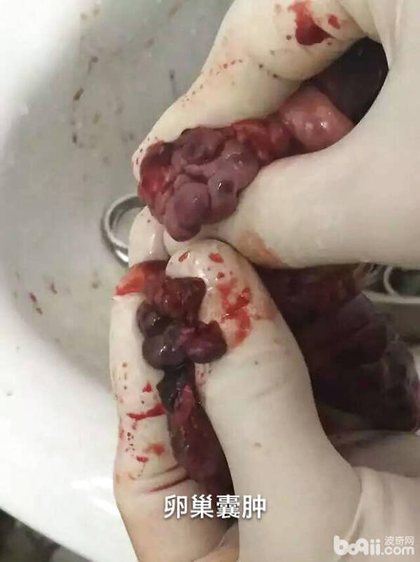 母犬卵巢囊肿导致不孕病例分析