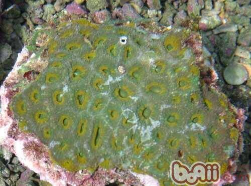 猫眼珊瑚的品种介绍