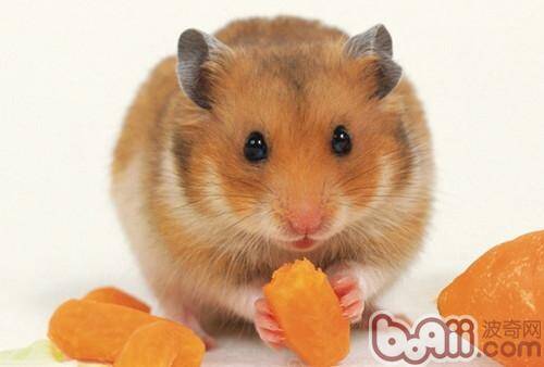 你知道仓鼠喜欢吃什么食物吗