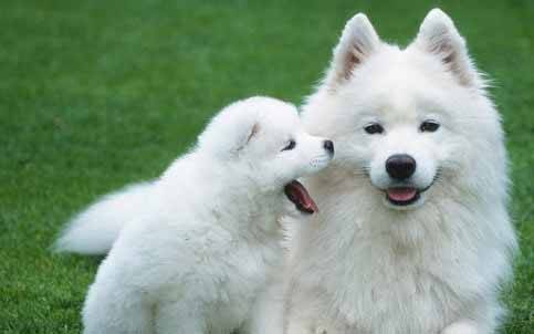 萨摩耶犬的训练方法-  怎么训练萨摩耶狗狗