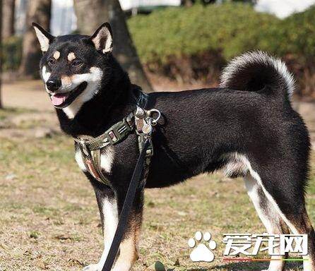 柴犬怀孕多久肚子变大 一般在两到三周后便会明显了