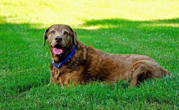 被偷的狗都弄哪去了