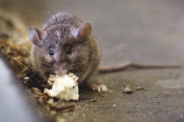 老鼠最爱吃什么