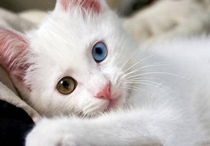 土耳其梵猫的性格 该猫对人较友善