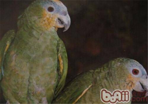 圣文生亚马逊鹦鹉的品种简介