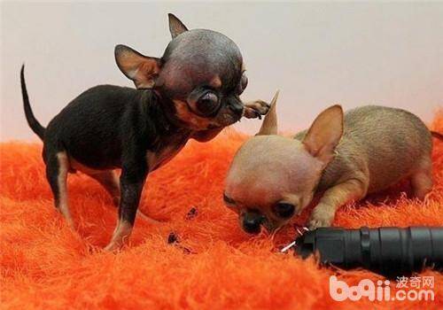 犬巧克力中毒的治疗原则