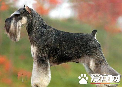 万能梗成犬体长 母的万能梗体长在56到59厘米