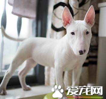 迷你牛头梗成犬多重 体重在20到25公斤之间