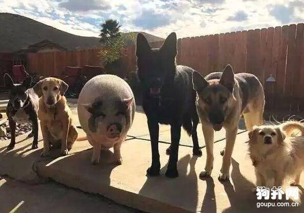 五只狗狗成了一头猪的小弟，它们每天的日常是这样！！