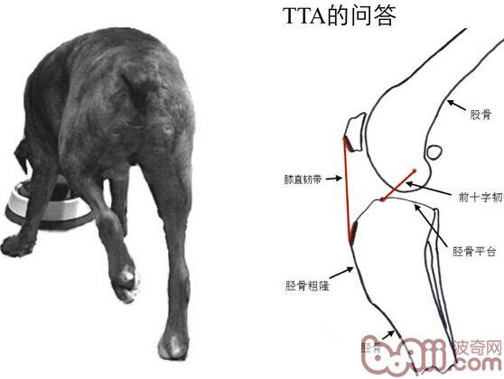 犬后脚跛行，前十字韧带断裂的治疗FAQ